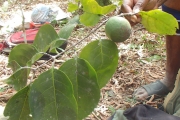 <strong>Salacia aneityensis - Ramon, Laurence - 8</strong><br />© Ramon, Laurence